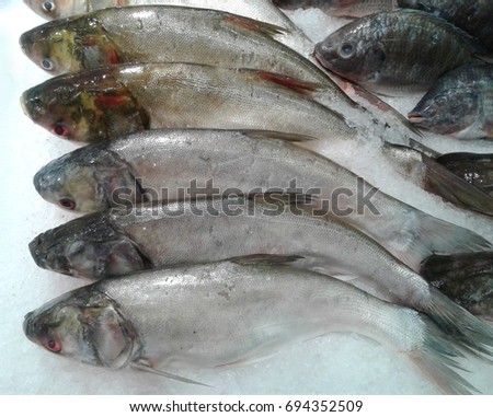 Fresh fish sold by market. Chilled fish