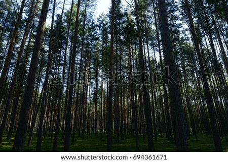 Sunlight on a forest cover in a pine forest at dawn