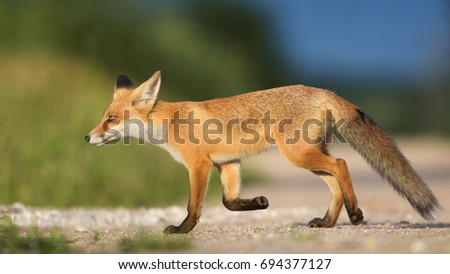Red Fox walking in the natural environment.