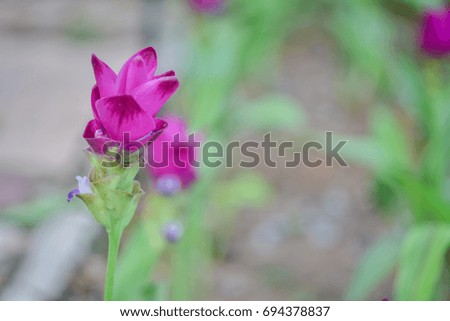 Krachai flower in nature park,Thailand