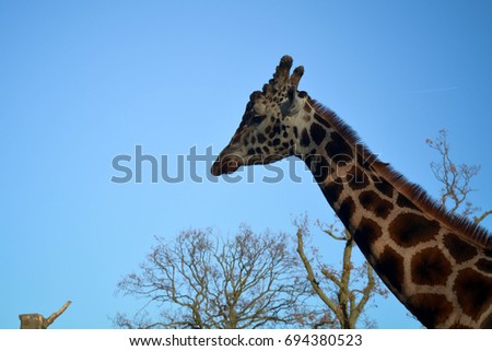 a giraffe soars above everything below in this shot taken in late november