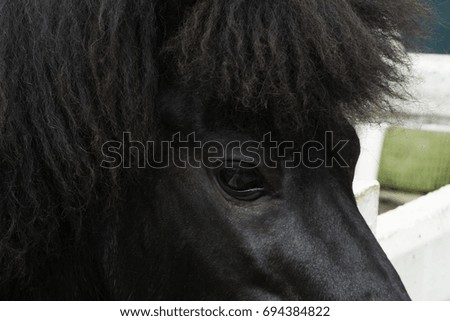 Close up picture of black pony head