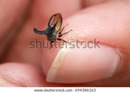 macro image of plant louse on human finger with yellow and green background in nature