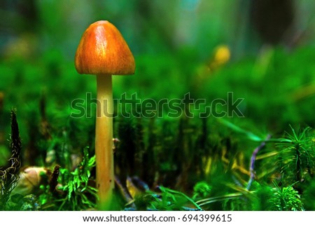 mushroom in summer forest among moss and trees / mushroom in the forest 