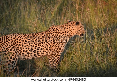 Wild African Leopard 1