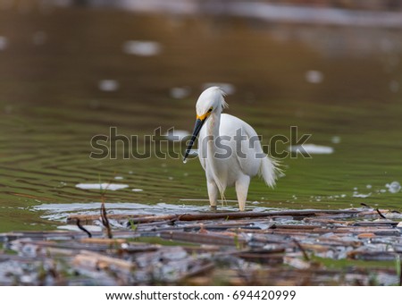 A Snowy Egret catches a fish.