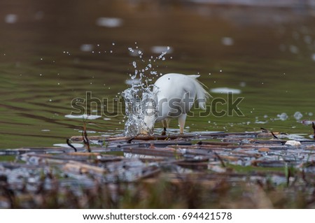 A snowy egret dives for a fish at Fort Cronkhite, California. Royalty-Free Stock Photo #694421578