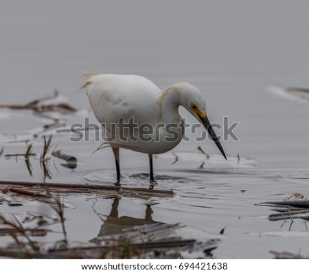 A snowy egret at Fort Cronkhite. Royalty-Free Stock Photo #694421638