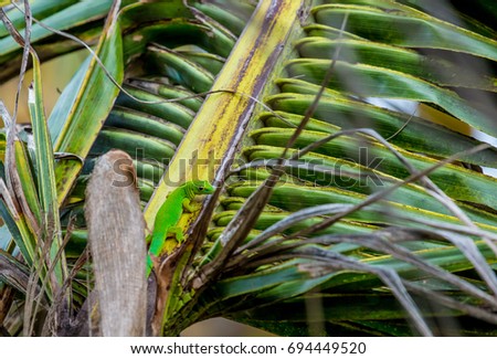 Lizard on palm