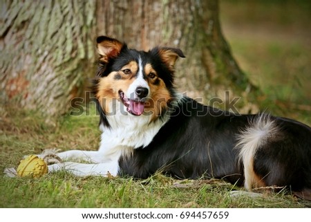 Tricolor border collie on grass smiling with ball in his paws