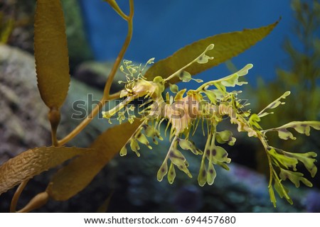 Leafy Sea dragon
 Royalty-Free Stock Photo #694457680