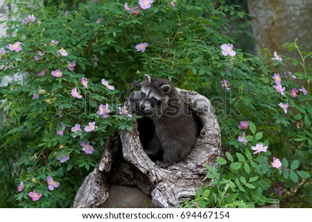 Baby Raccoon coming out of a Burrell
