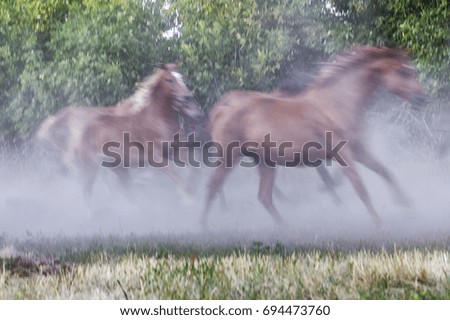 Horse running fog herd of foals