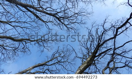 Leafless trees with blue sky as background