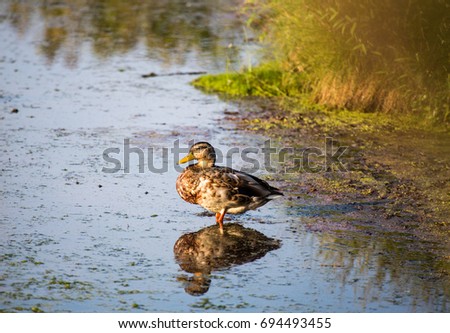 A duck stands in a pond near Cape May lighthouse in New Jersey.