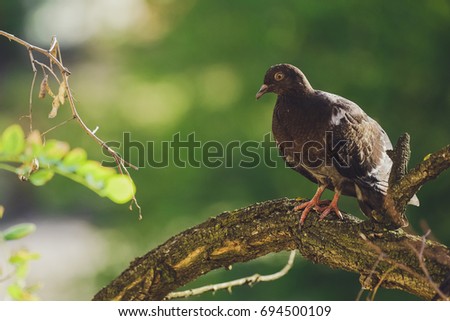 Bird the dove. Pigeon is the bird of the world. Birds on a tree.
