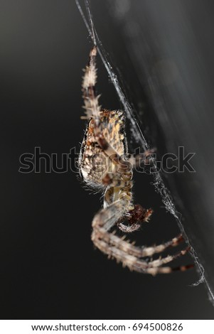 Side view of a spider feeding on a fly on its cobweb against a dark gray background