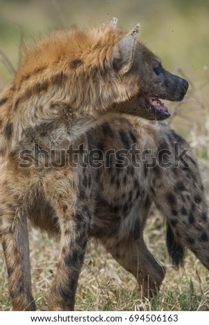 Hyena eating, Africa