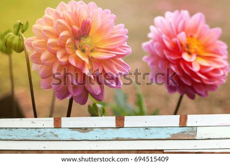 colorful of dahlia and green leaf with sun light,