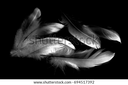 bird feather on black background