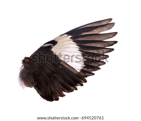 wings of birds on white background
