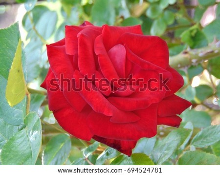 macro photo background with decorative garden varietal rose flower with petals of bright red color on the branch of a Bush as the source for design, advertising, print, poster, decor, photo shop