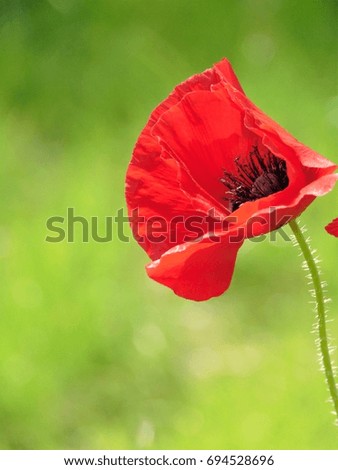 macro photo with a decorative background texture of the Poppy flower with the petals of the red tint on the landscape background as the source for design, print, advertising, posters, decor