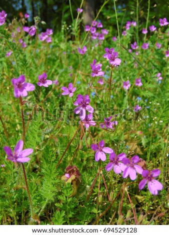 macro photo of decorative background with wild field flowers with petals pink hue as the source for design, print, advertising, posters, decor