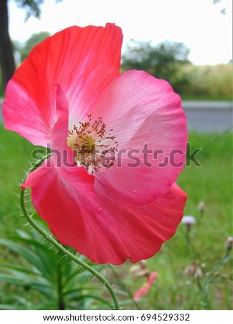 macro photo with a decorative background texture of the Poppy flower with the petals of a pink shade of color on the landscape background as the source for design, print, advertising, posters, decor