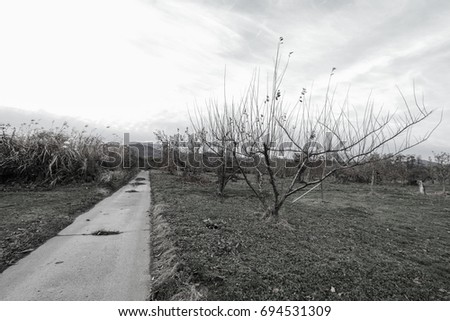 Apple tree in authumn or fall season,Black and white photo.