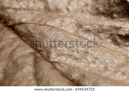 Close up of dried leaves with texture. Selective focus