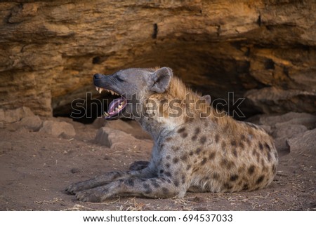 Spotted Hyena Yawn