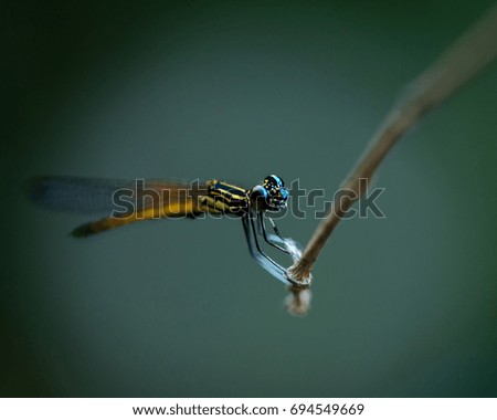 Close up of small beautiful dragonfly.