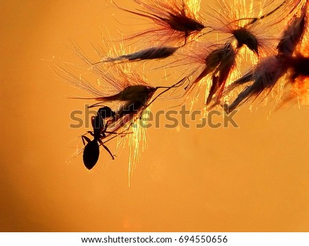 A silhouette of a Fire ant sitting on a grass flower edge. Macro photography