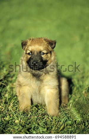 Harzer Fuchs (Harz Fox) puppy (Canidae), German dog breed
