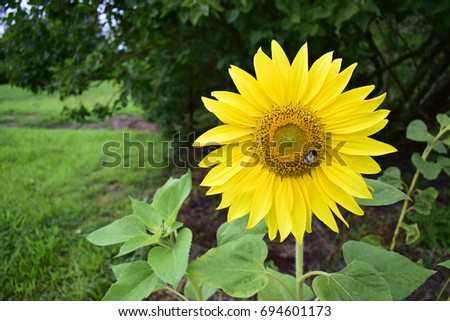 Beautiful sunflower, helianthus with green leaves in the garden, nature, amazing blossom, chlorophyll with sunshine, good weather at spring or summer season.