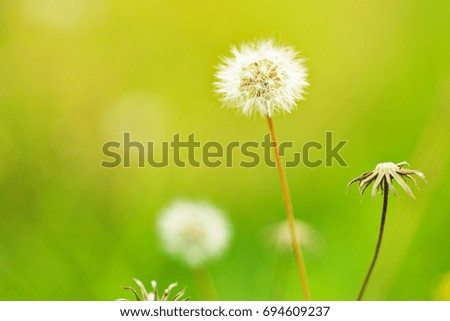 Meadow grass in autumn in the morning sunlight On a green blurry background. Dandelion