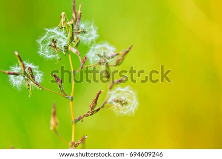 Meadow grass  in the morning sunlight On a green blurry background. Dandelion