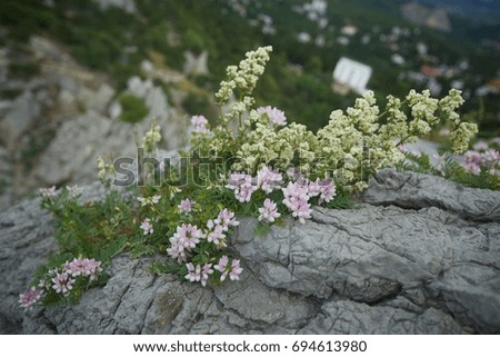 Wild flowers and plants in the foreground