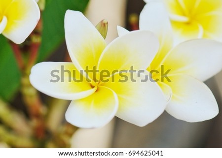 Close up beautiful plumeria flower in garden, concept of relaxation time , spa , romance 
