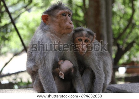 Monkey family. Mother monkey embracing her baby. Animals of Asia.