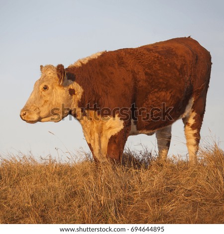Cows in Moldava, Czech republic
