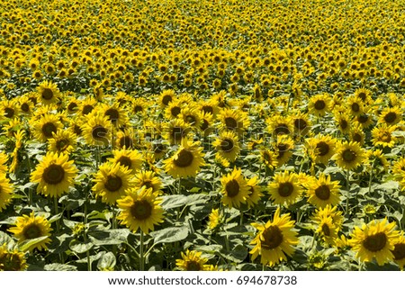 sunflower fields in hokkaido
