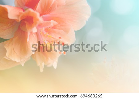 Close up Orange Hibiscus Flower in soft focus.
Sweet coral-pink blossoms Hibiscus Flower also known as Jane Cowl Tropical Hibiscus and Queen-of-the-tropics on natural bokeh background