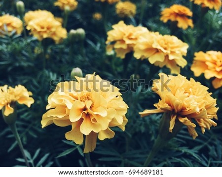 Yellow velvet flowers bloom and smell on a large green field in the spring