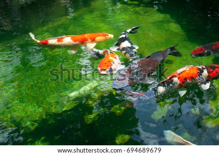Carp  or Koi in the various colors are white, black, red, yellow, blue, and cream. They are swimming in a cold-water fish in the very green pool in day time