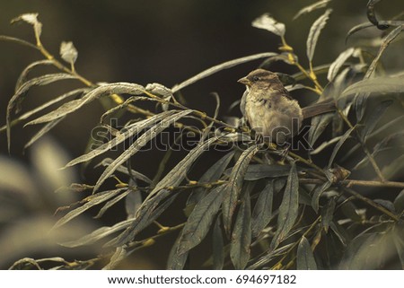 Picture of a small bird