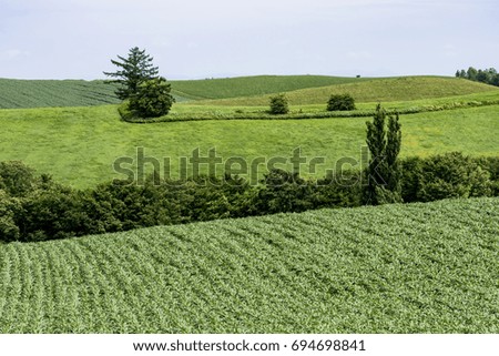 rural landscape in biei