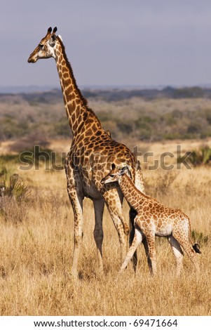 A baby giraffe calf with its mother; looking closely, there are two cowbirds on the back of mama doing some cleaning. The giraffe (giraffa camelopardalis) is the tallest land animal. Royalty-Free Stock Photo #69471664