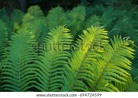 Rays of the sun on the leaves of the fern
